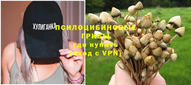 купить закладку  Джанкой  Галлюциногенные грибы Psilocybine cubensis 